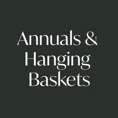 Collection image for: Annuals and Hanging Baskets