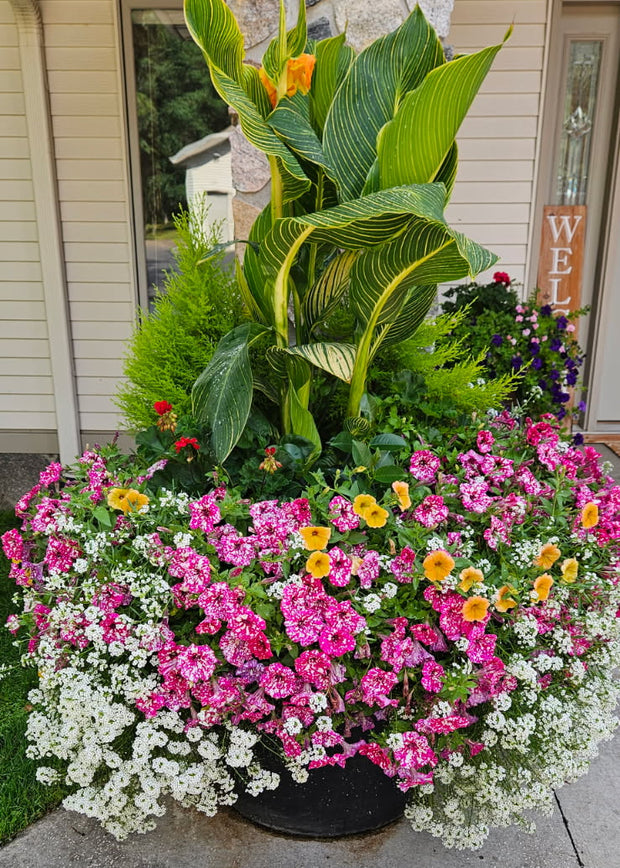 Banner image for: <h2>Annuals, Vegetables & Herbs</h2>