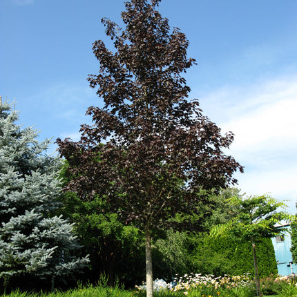 Crimson Sunset® Maple