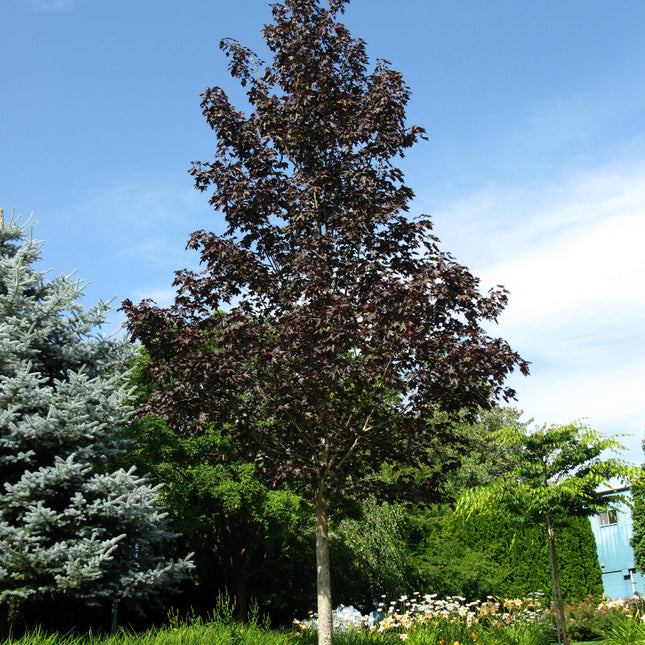 Crimson Sunset® Maple