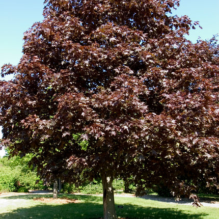 Royal Red Maple