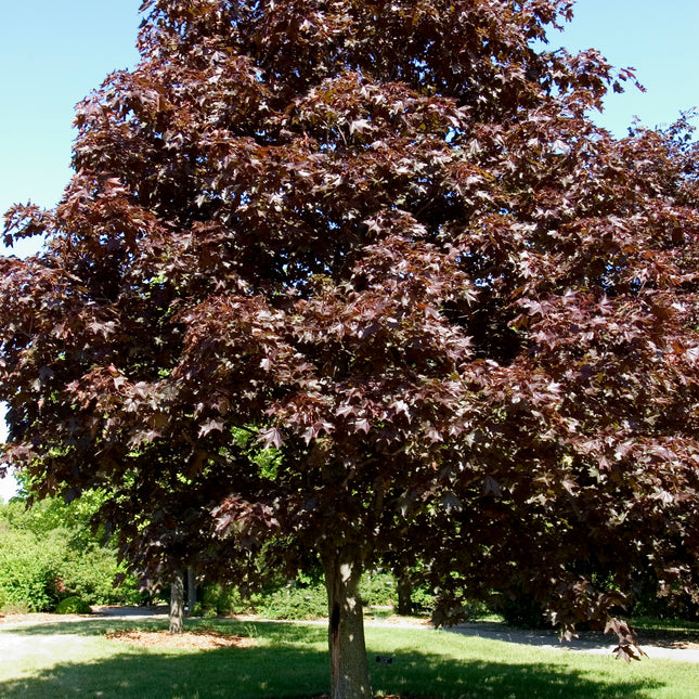 Royal Red Maple