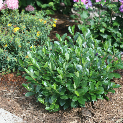 Low Scape Mound® Chokeberry