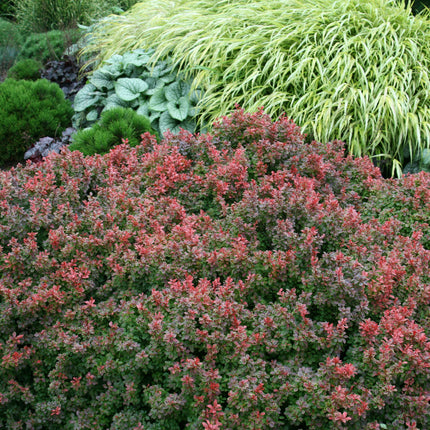 Admiration Barberry