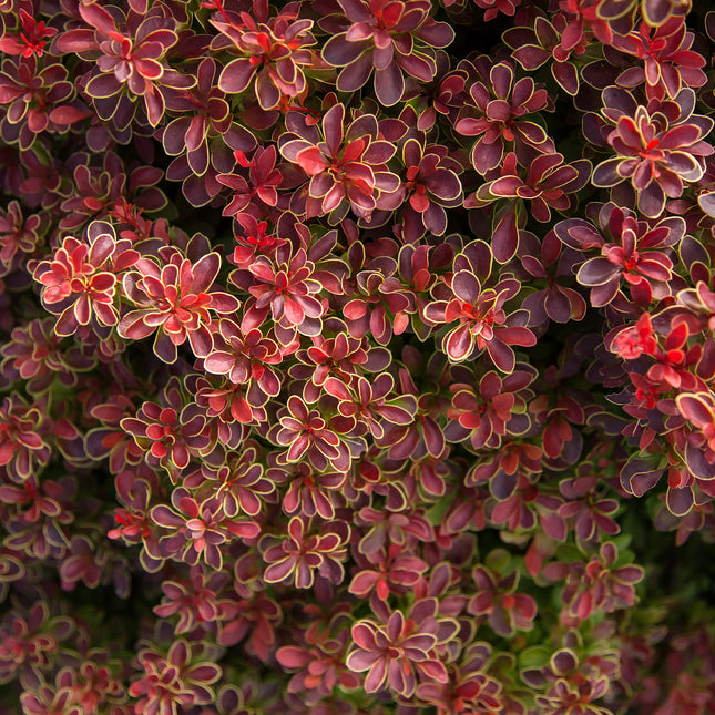 Admiration Barberry