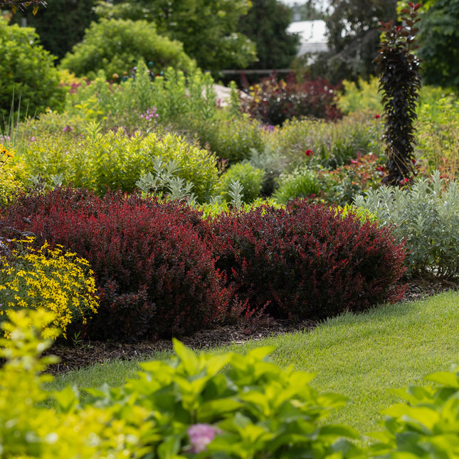 First Editions® Cabernet® Barberry