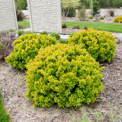 First Editions® Limoncello™ Barberry