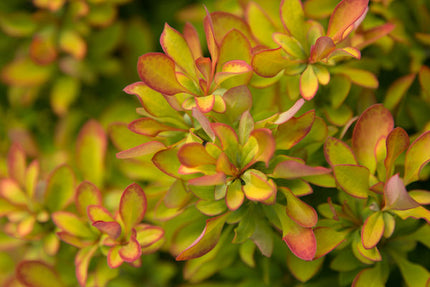 First Editions® Limoncello™ Barberry