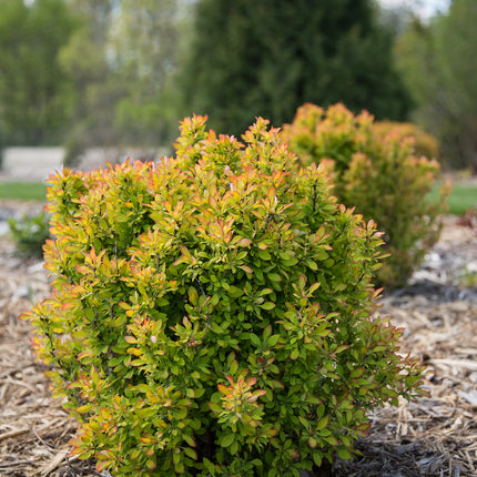 First Editions® Limoncello™ Barberry