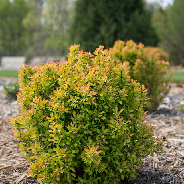First Editions® Limoncello™ Barberry