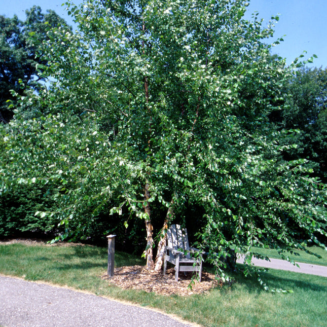 River Birch