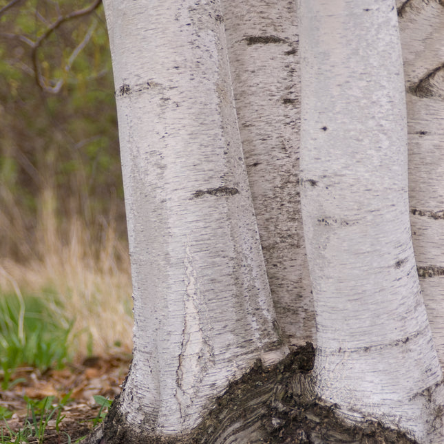 Whitespire Birch - Seed Source