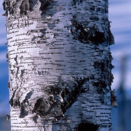 Whitespire Birch - Seed Source