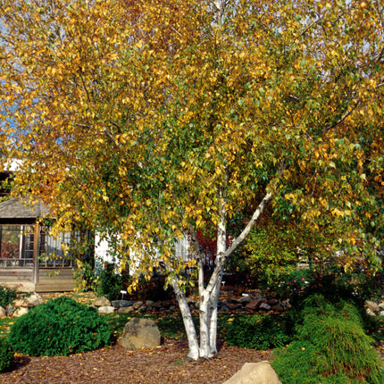 Whitespire Birch - Seed Source