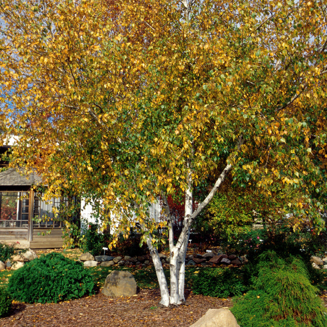 Whitespire Birch - Seed Source