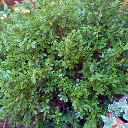 Chicagoland Green® Boxwood