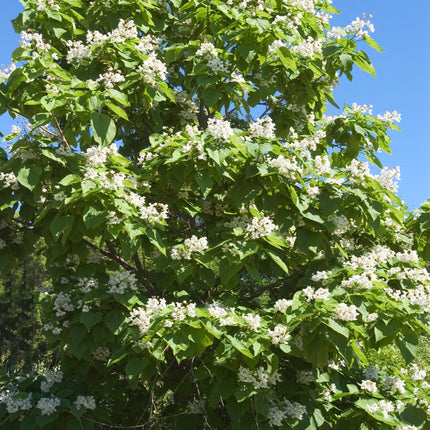 Nothern Catalpa
