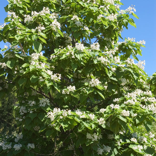 Nothern Catalpa