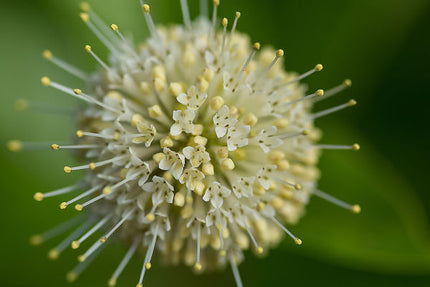 First Editions® Fiber Optics® Buttonbush