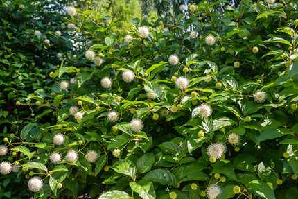 First Editions® Fiber Optics® Buttonbush