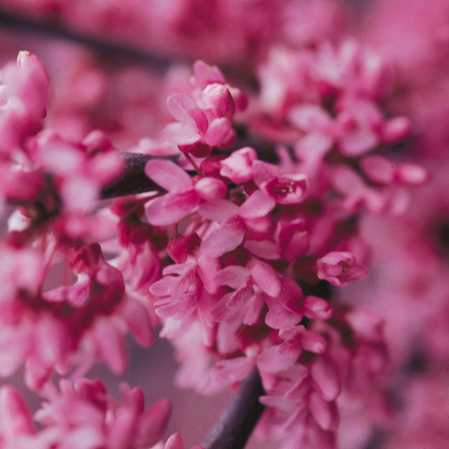 MN Strain Redbud