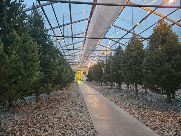 Banner image for: <h2>Christmas at the Greenhouse</h2>