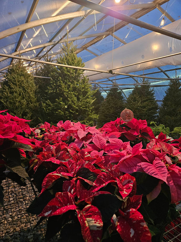 Banner image for: <h2>Christmas Trees</h2>