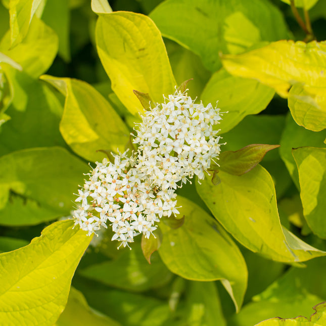 First Editions® Neon Burst™ Dogwood
