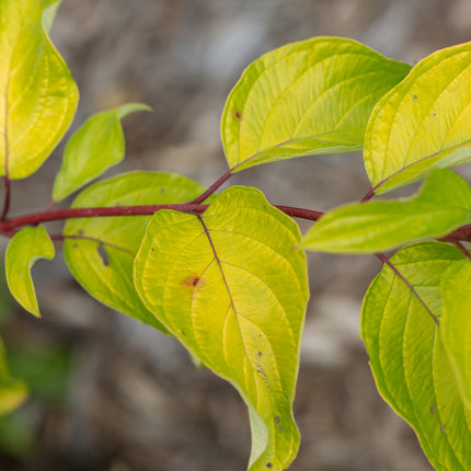 First Editions® Neon Burst™ Dogwood