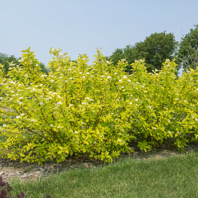 First Editions® Neon Burst™ Dogwood