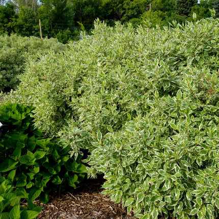 Ivory Halo® Dogwood