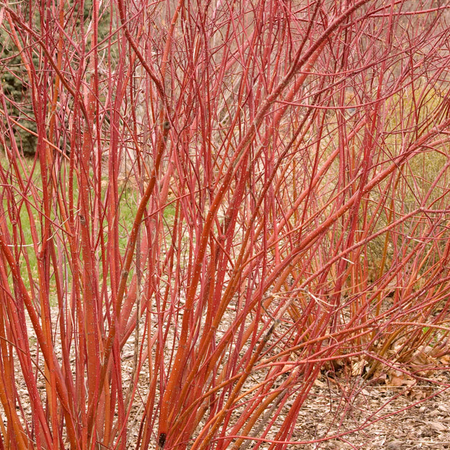 Red Twig Dogwood