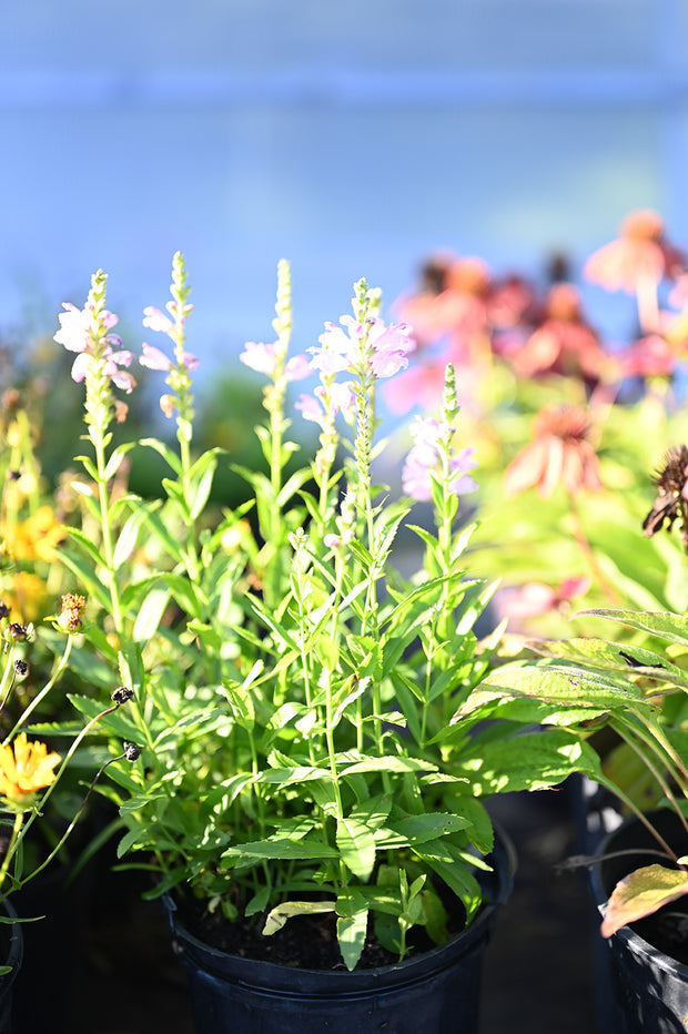 Banner image for: <h2>Perennials</h2>