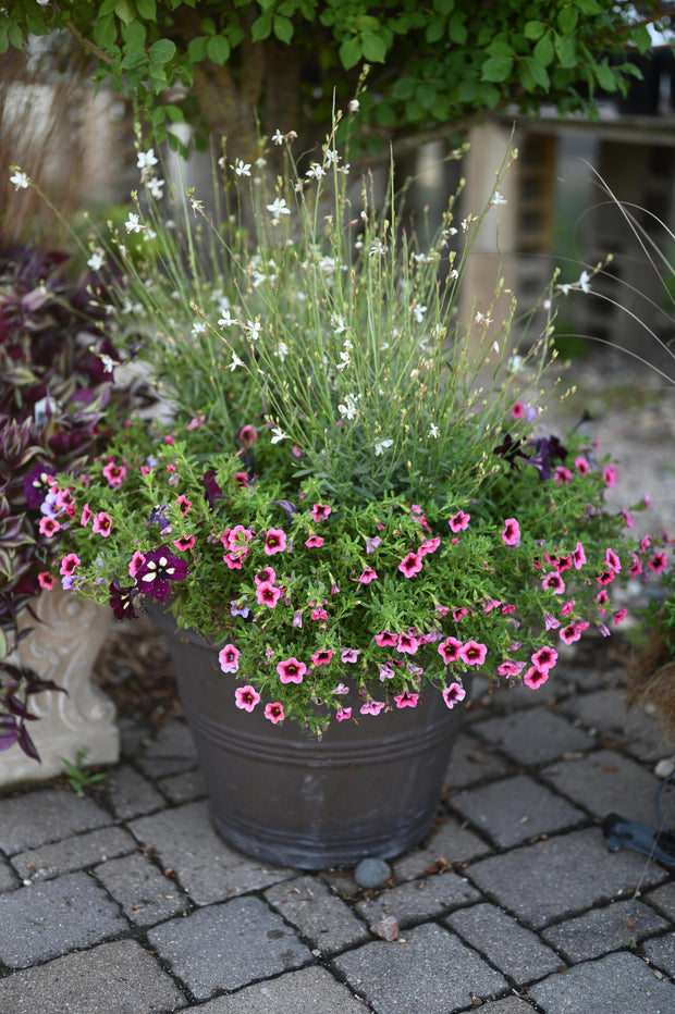 Banner image for: <h2>Plant Containers</h2>