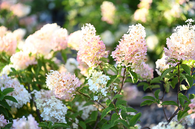Banner image for: <h2>Trees & Shrubs</h2>