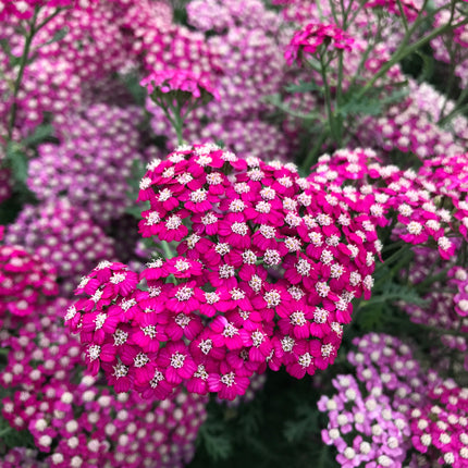 Yarrow ‘New Vintage Violet’