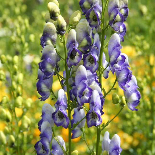 Monkshood 'Bicolor'