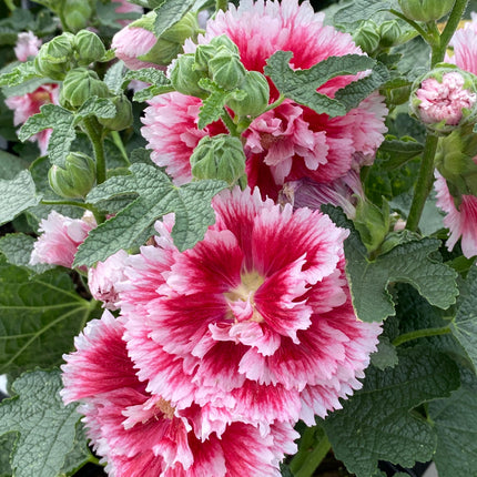 Hollyhock 'Fiesta Time'