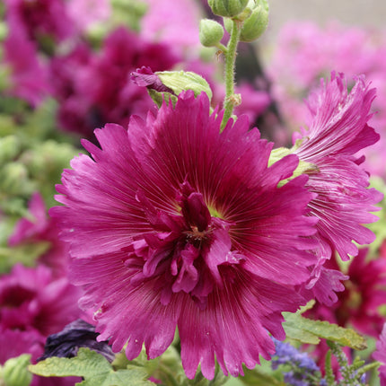 Hollyhock "Queeny Purple"