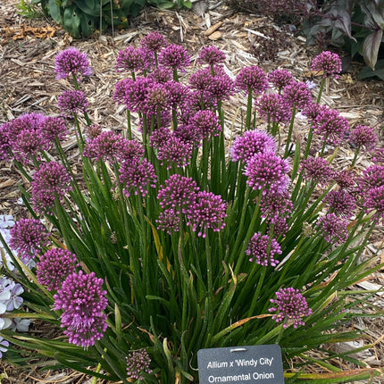 Ornamental Onion 'Windy City'