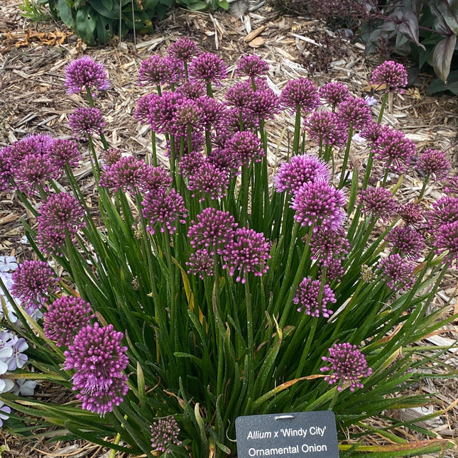 Ornamental Onion 'Windy City'