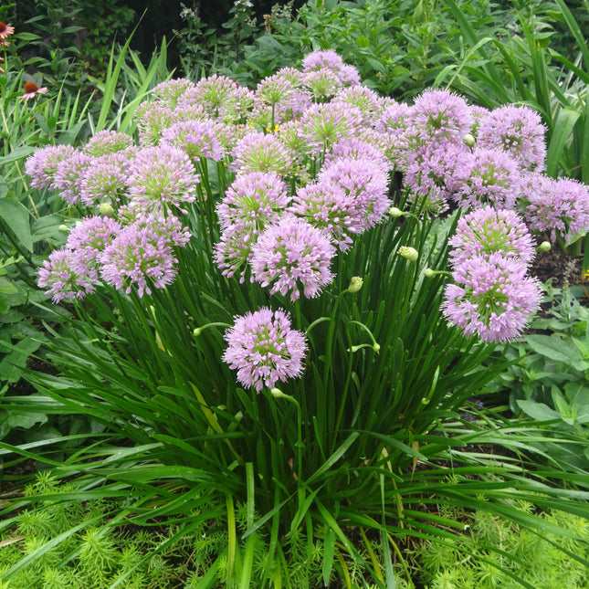 Ornamental Onion 'Summer Beauty'