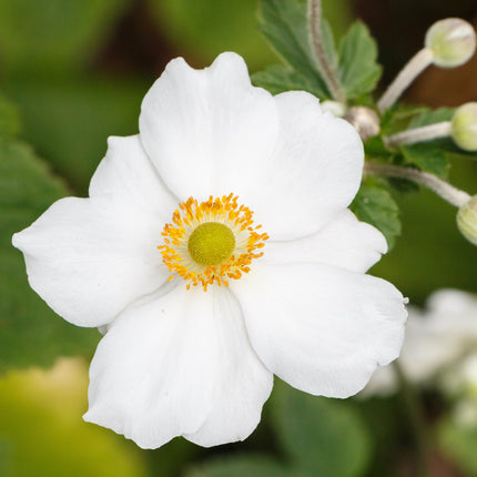 Japanese Anemone 'Honorine Jobert'