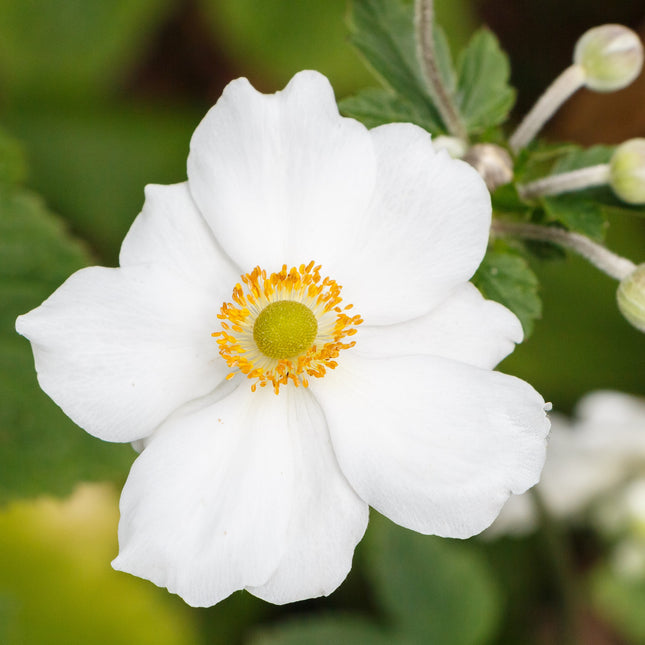 Japanese Anemone 'Honorine Jobert'