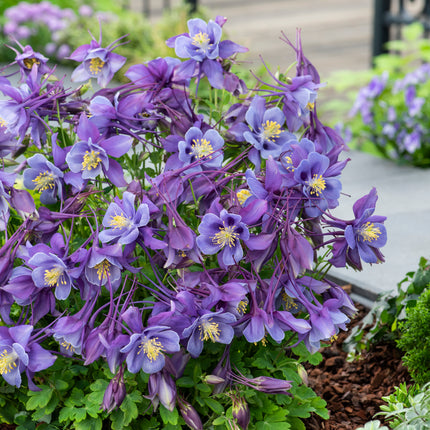 Columbine 'Earlybird Purple Blue'