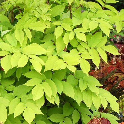 Japanese Spikenard 'Sun King'