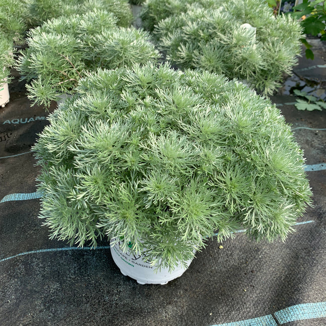 Wormwood 'Silver Mound'