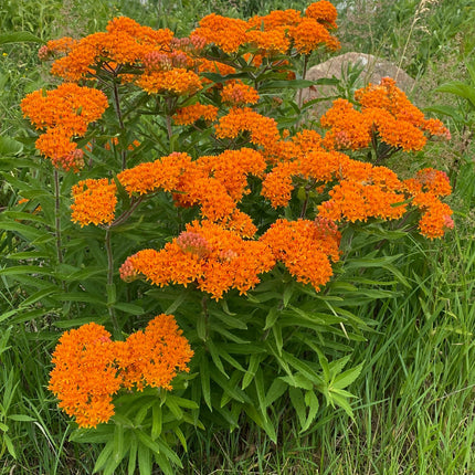Butterfly Flower