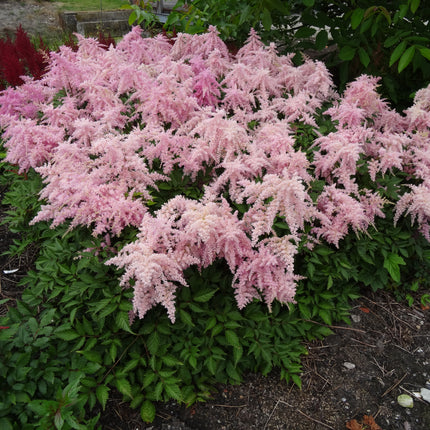 False Spirea 'Fireworks in Pink'