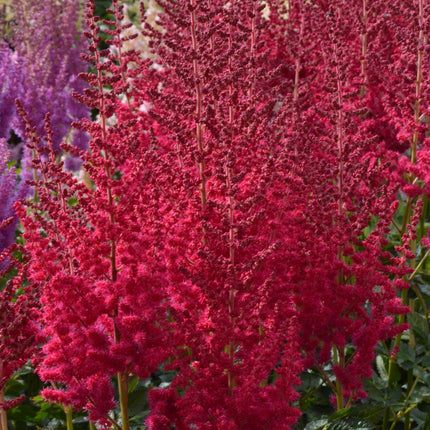 False Spirea 'Hot Pearls'